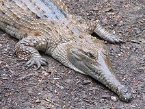 Australian Freshwater Crocodile (Johnston's Crocodile)